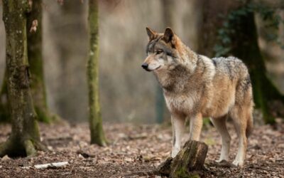 Ordinanza provinciale per abbattimento di due lupi in Lessinia